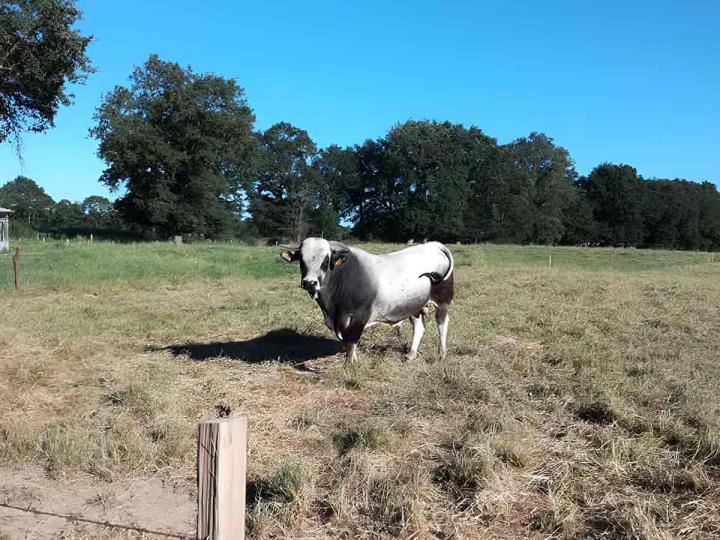 Élevage de viande de vaches de race Gasconne plein air Romans