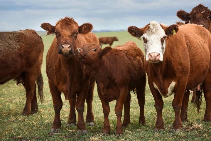 élever des vaches Gasconne Romans