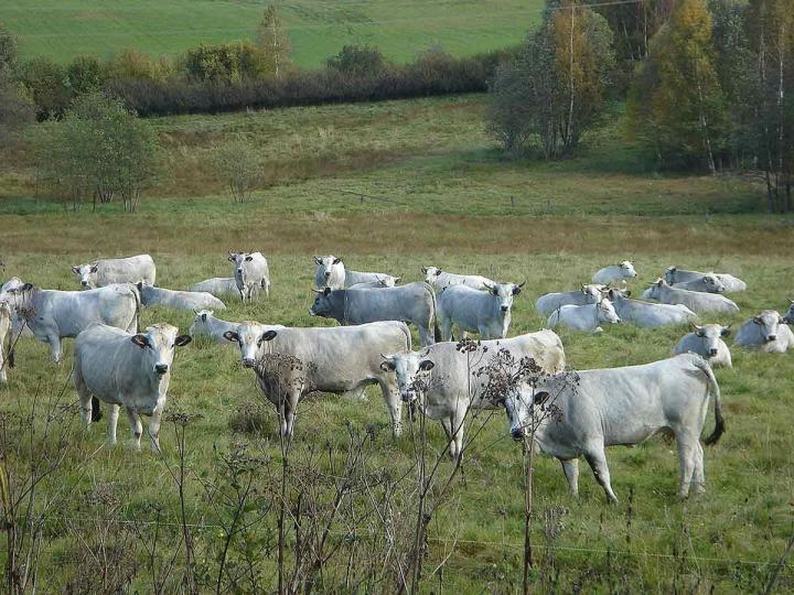 Élevage de viande de vaches de race Gasconne plein air Romans