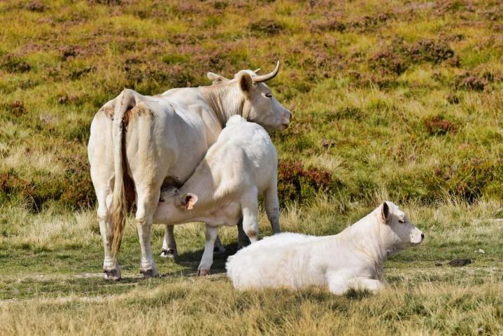 Elever des vaches Gasconne Romans