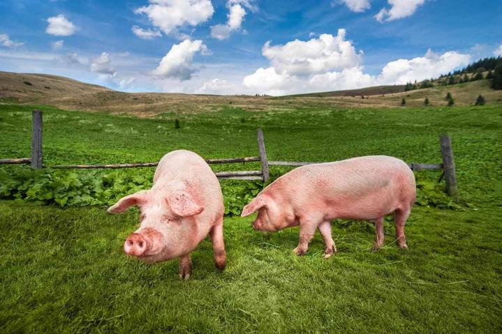 Élevage de porc plein air Romans